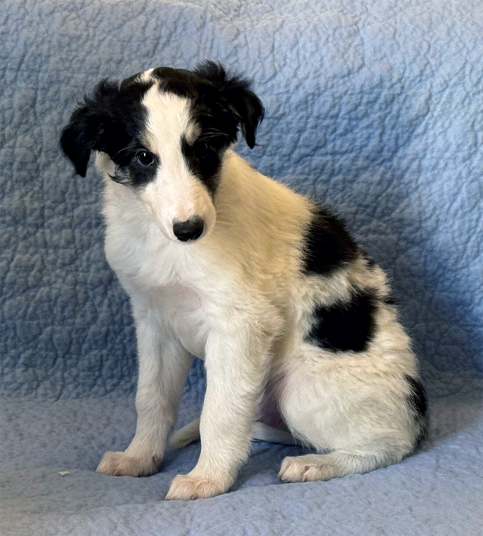 6 weeks - Vivace sit